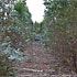Before Coppicing  » Click to zoom.